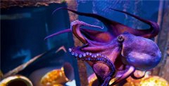 为什么说章鱼是四维的 章鱼是四维生物有科学根据吗