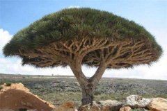 世界最老的树15亿年？世界上最陈旧的树有什么特性
