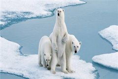 世界上最恐怖的熊是什么 北极熊（外表心爱背地残酷）