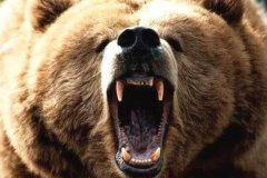 史上最惨动物吃人事变:近三米巨熊咬死7人_去世胸腹