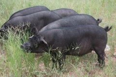 中国盘古有白猪吗：原土乌猪接近毁灭品种达29种(盘古不白猪)