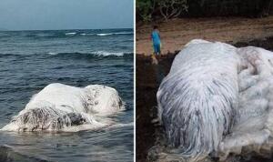 揭秘南非海怪真面貌，白色长毛鱼本来是鲸鱼尸身
