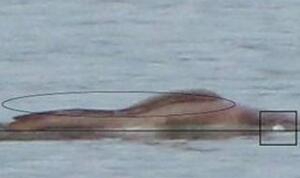 喀纳斯湖水怪究竟表露，长15米沉32吨的新式物种