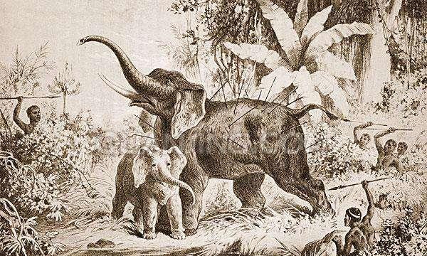 世界未解之谜大象坟地果然存在吗？