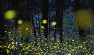 科学揭秘生物发光之谜，萤火虫为求偶而发光_化学反映