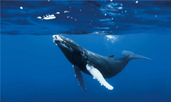 鲸鱼的祖宗进化图 鲸鱼最早生计在树上_长有手脚和毛发
