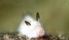 海兔子是小鱿鱼吗 二者相像但是却有辨别