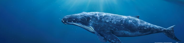 鲸的喊声为什么那么哀?清点鲸鱼的十大风俗及原事