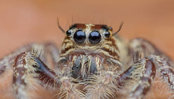 家里有蜘蛛是吉是凶?蜘蛛的十大特性和生计特性