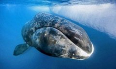 弓头鲸和蓝鲸哪个大?弓头鲸体型可谓第四大鲸鱼_长21米