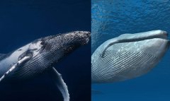 座头鲸和蓝鲸哪个大?蓝鲸比座头鲸长2倍_世界最大动物