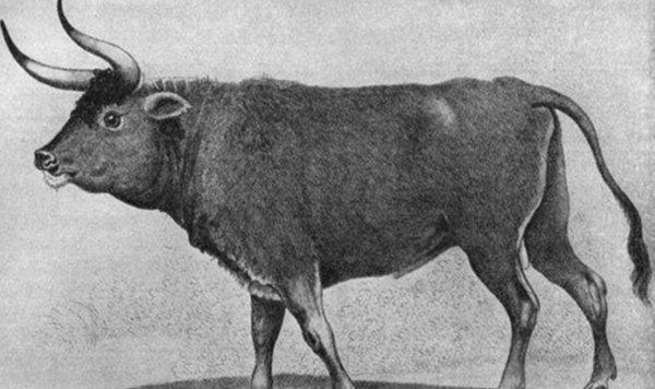 牛的祖宗是什么？它曾是欧亚陆地上最大的动物_长3米