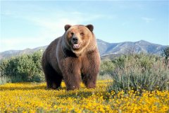 阿特拉斯棕熊：棕熊中的小型物种（分散在摩洛哥地域）