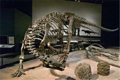 刃齿龙：欧洲创造的新角龙类恐龙（鸟臀手段恐龙）