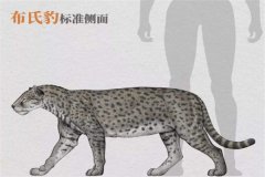 布氏豹：最陈旧的豹类物种（分散在盆地的地层中）