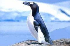 大海雀：表面酷似企鹅的鸟类（没有会翱翔会泅水）