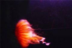 鲛水母：一种深海巨型水母（创造于2003年蒙特利湾）