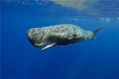 海洋里的动物谁是潜水冠军 抹香鲸（不妨下潜至海下2200米）
