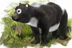 熊猫祖宗是什么动物?八百万年前只吃肉类_撕咬力惊人