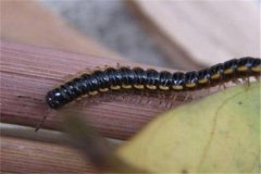 没有咬人的虫子山蛩虫 身材很长一同有24节（没眼睛）