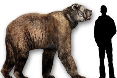 南美细齿巨熊是什么样的生物 身材健康并霸道的动物
