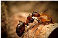 洛氏路舍蚁是什么蚂蚁 常见的蚂蚁品种分布广泛