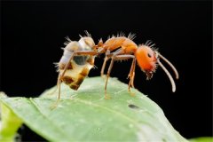 一种浮现实足反常发育的蚂蚁 尼科巴弓背蚁（赤色蚂蚁）