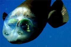 乌乌深海里的怪物桶眼鱼 眼睛居然是鼻孔（十分特殊）