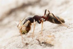 品种繁琐的蚁蛛 有的具备毒性有的不毒性
