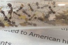 工匠收成蚁的个性 属于节肢动物_长于搜集种子