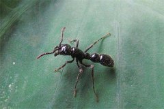 森林间的追猎者横纹齿猛蚁 一种不妨豢养的蚂蚁