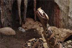 世界上毒牙最长的蛇是什么 加蓬蝰蛇（毒牙长毒液更强）