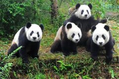 熊猫咬协力排名状况怎么样 熊猫的咬协力有多大