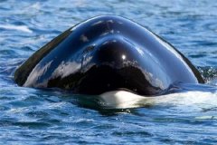 虎鲸对于人类迷之友佳缘故是 虎鲸对于人类作风源自什么