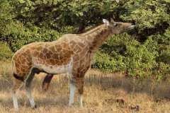 长颈鹿的祖宗是什么动物?形状像马和鹿_脖子并没有长