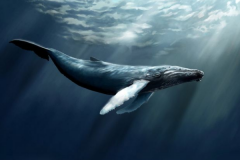 鲸鱼的天敌是什么?虎鲸仅蓝鲸一半大_却最爱蓝鲸舌头