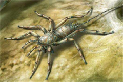 蜘蛛的祖宗与蝎子共类，五亿年前便有运动陈迹