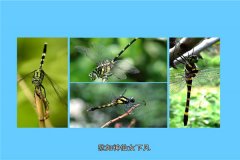 鬼蜻蜓：一种特别的蜻蜓品种（浑身都是纯乌色）