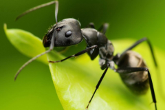 蚂蝗的天敌是什么?蚂蝗卵最怕这种小型虫豸