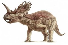 凌晨角龙：与众没有共的角龙类恐龙（前提的角龙类恐龙）