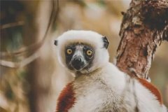 褐狐猴：身体平淡休憩在热戴雨林（马达加斯加独占生物）