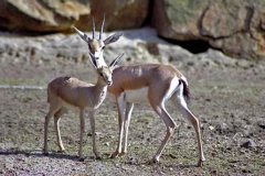细角瞪羚:一种生计在撒哈拉戈壁的羚羊(简直没有用喝水)