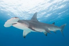 无沟双髻鲨:一种头颅像锤子的鲨鱼_眼睛可360度瞅测