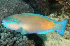 污色绿鹦嘴鱼:一种嘴似鹦嘴的鱼_长于刮食礁石水藻
