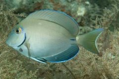 月底刺尾鱼:长有月牙状尾巴_喜好刮食礁石上的水藻