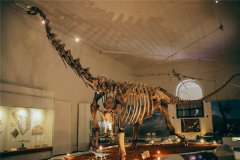 讲罗齿龙：欧洲地域的庞大食草恐龙