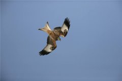 赤鸢：是一种属于齿鹰亚科的猛禽,有着广大的分散范畴