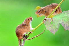 刺巢鼠：一种喜好挨造超大巢穴的生物（巢穴直径达1米）