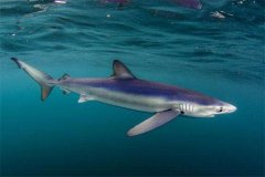 大青鲨：属于鲨鱼一种喜好在温馨海洋生计（天性比拟猛烈）