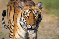 苏门答腊虎:虎类中体型最小的活亚种_最多仅沉150公斤